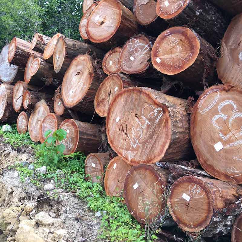 木材贸易,进口木材,进口木材价格-广东盛乐投资集团有限公司